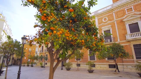 Valencia Spain Architecture with Orange Trees Video stock 71831218