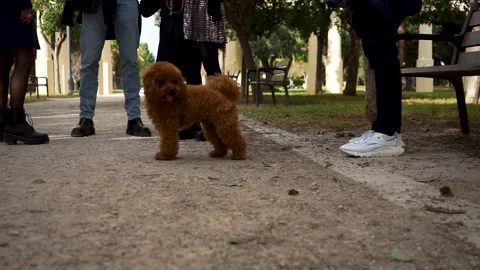 Valencia, Spain | Poodle Close-up Video stock 225481282