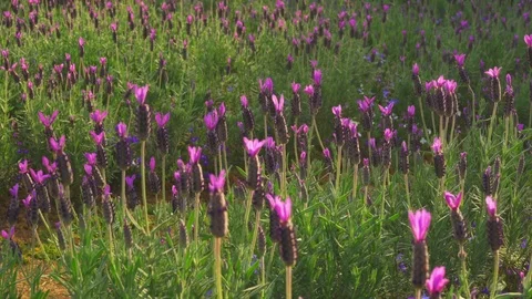 Valender flower fields in springtime Stock Footage 84189580