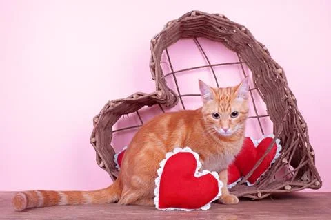 Valentine Cat Foto stock