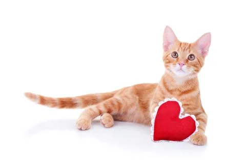Valentine Cat Foto stock