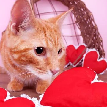 Valentine Cat Stock Photos
