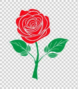 Valentine love flower red rose vector, red rose image design 스톡 일러스트