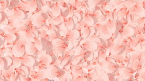 Valentine petalled heart HDTV Stock Footage