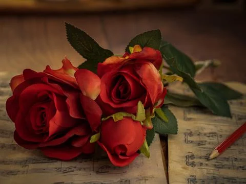 Valentine red roses lying on vintage music sheets. Stock Photos