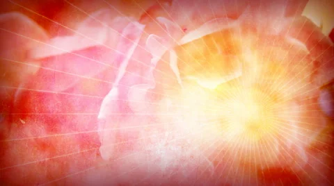 Valentine Rose Texture Stock Footage 50669384