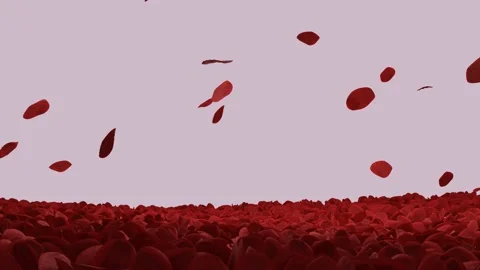 Valentine Roses Falling Seamless Loop Stock Footage 229850198