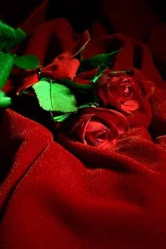 Valentine roses Fotos Stock
