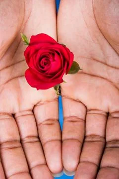 Valentine roses Stock Photos