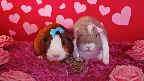 Valentine s day. St Valentines pet animal lop cute heart love loving concept Video stock 99325502
