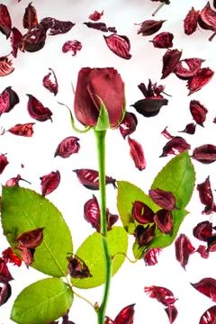 Valentine's day background Stock Photos