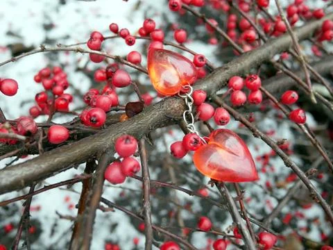 Valentine's day, branch with red berries and red hearts Stock Photos