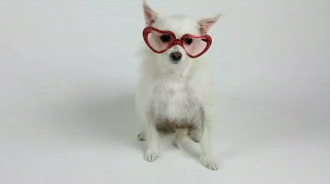 Valentine's Day Dog Wears Heart Eyeglasses Stock Footage