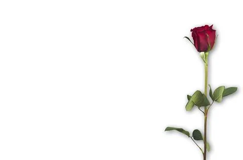 Valentine's Day. Flowers composition. frame made of rose flowers, background. Stock Photos