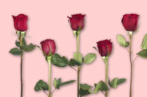 Valentine's Day. Flowers composition. frame made of rose flowers, background. Stock Photos