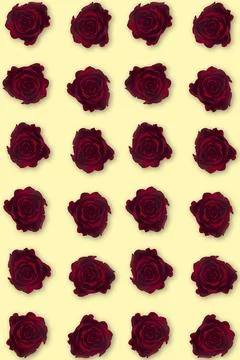 Valentine's Day. Flowers composition. frame made of rose flowers, background. Stock Photos