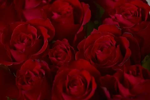 Valentine's Day. Flowers composition. frame made of rose flowers, background. Stock Photos