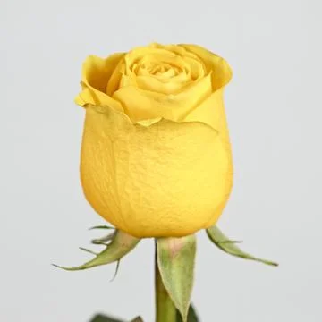 Valentine's Day. Flowers composition. frame made of rose flowers, background. Stock Photos
