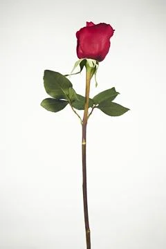 Valentine's Day. Flowers composition. frame made of rose flowers, background. Stock Photos