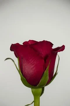 Valentine's Day. Flowers composition. frame made of rose flowers, background. Stock Photos