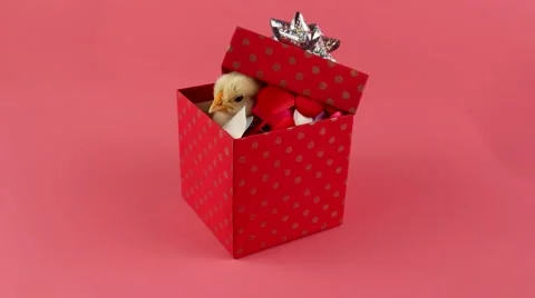 Valentines day gift box with cute little chicken in decorative hearts Stock Footage 63166888