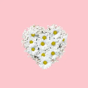 Valentines Day heart made of white flowers isolated on pink background Stock Photos