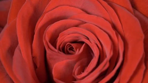 Valentines day ideas rose rotating and shaking close up Stock Footage 101006551
