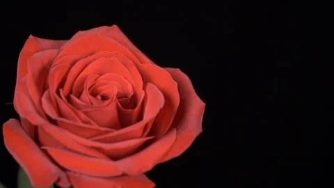 Valentines day ideas rose rotating and shaking side Stock Footage 101006820