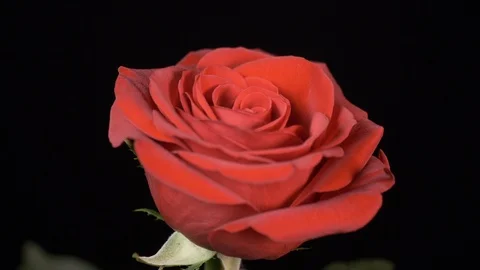 Valentines day ideas rose rotating and shaking centre Stock Footage 101007226
