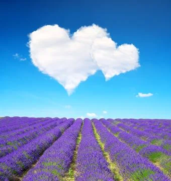 Valentines day Stock Photos
