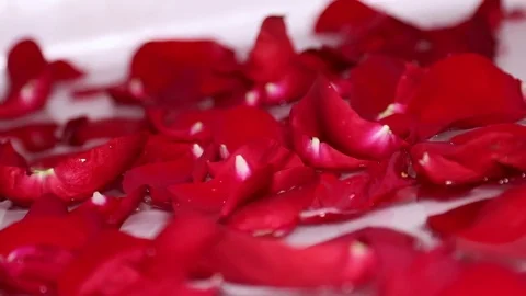 Valentine's day rose petals floating in water Stock Footage 84959778