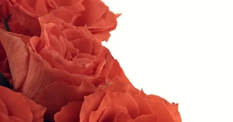 Valentine's day roses close up Stock Footage 82050399