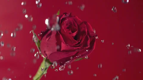 Valentine's Day, water drops on red rose, slow motion Stock Footage