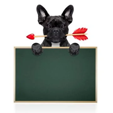 Valentines dog in love Stock Photos