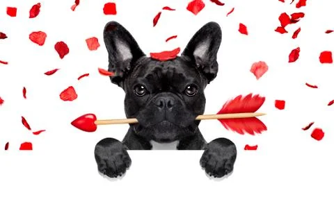 Valentines dog Stockfoto's