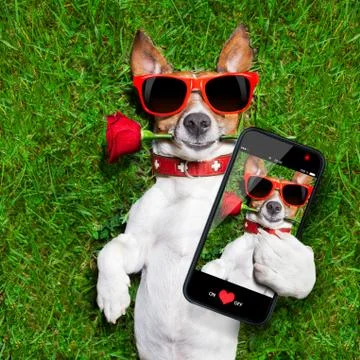 Valentines dog Stockfoto's