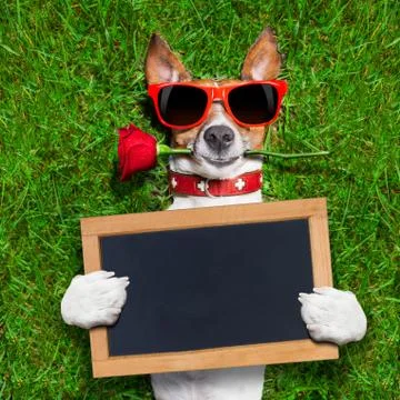 Valentines dog 스톡 사진