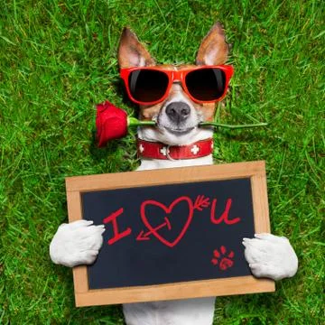 Valentines dog Stock Photos