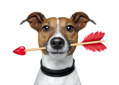 Valentines dog Stock Photos