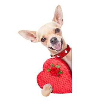 Valentines dog Stock-Fotos