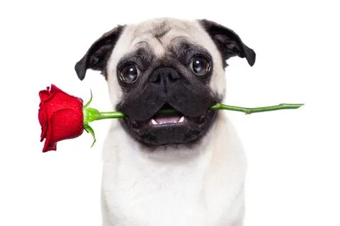 Valentines dog Photos