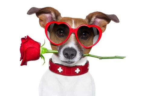 Valentines dog Stock-Fotos