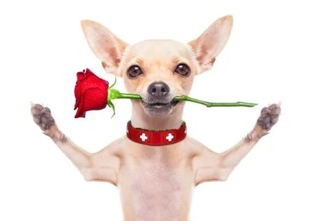 Valentines dog Stock Photos