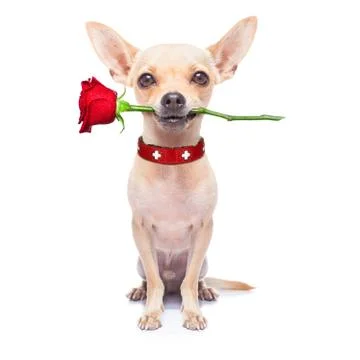 Valentines dog Stock-Fotos
