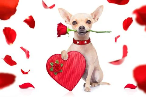 Valentines dog Фото