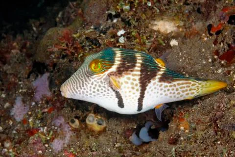Valentines Pufferfish Stock Photos