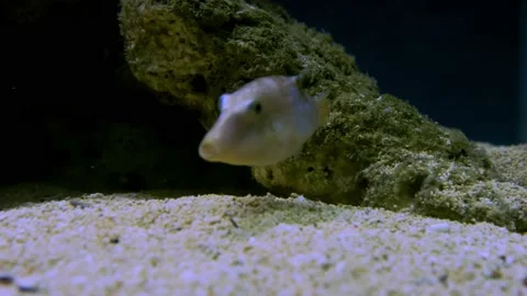 Valentine's Sharpnose Puffer fish (Cantigaster valentini) swimming in sligh.. Stock-Footage 229449014