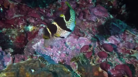 Valentinni's Sharpnose Puffer Box Fish Sipadan Stock Footage 158984993