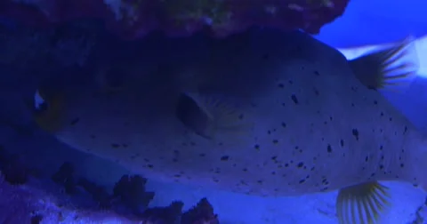 Valentinni's Sharpnose Puffer,Canthigaster Valentini, Between the Stones Stock-Footage 52302281