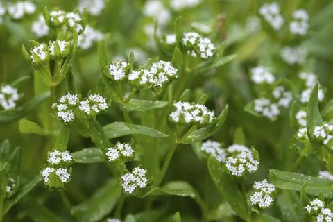 Valerian, common rapute, common rapute, common rapute, mouse ear salad, nutlets, Fotos Stock